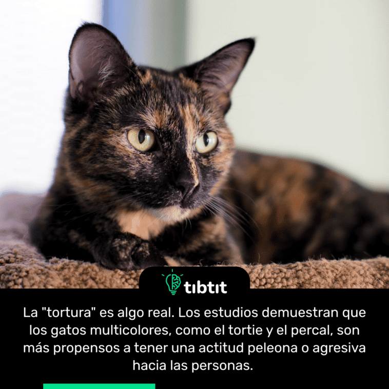 La "tortura" es algo real. Los estudios demuestran que los gatos multicolores, como el tortie y el percal, son más propensos a tener una actitud peleona o agresiva hacia las personas.