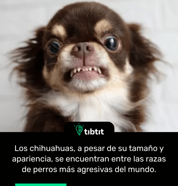 Los chihuahuas, a pesar de su tamaño y apariencia, se encuentran entre las razas de perros más agresivas del mundo.
