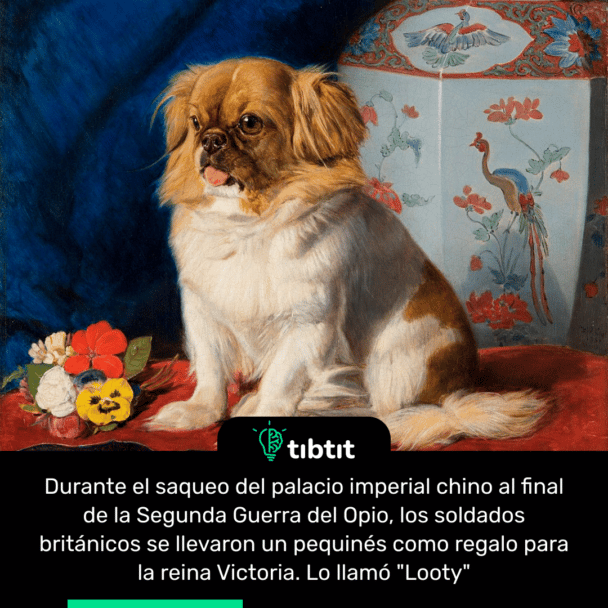 Durante el saqueo del palacio imperial chino al final de la Segunda Guerra del Opio, los soldados británicos se llevaron un pequinés como regalo para la reina Victoria. Lo llamó "Looty"