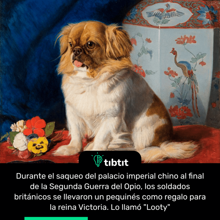 Durante el saqueo del palacio imperial chino al final de la Segunda Guerra del Opio, los soldados británicos se llevaron un pequinés como regalo para la reina Victoria. Lo llamó "Looty"