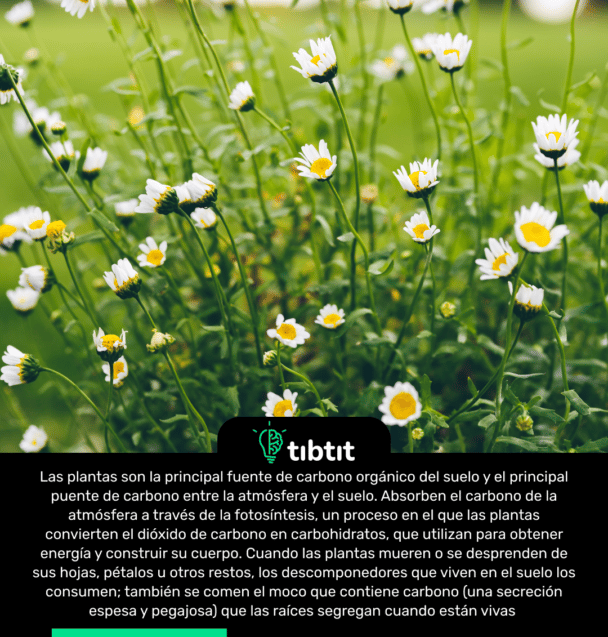 Las plantas son la principal fuente de carbono orgánico del suelo y el principal puente de carbono entre la atmósfera y el suelo. Absorben el carbono de la atmósfera a través de la fotosíntesis, un proceso en el que las plantas convierten el dióxido de carbono en carbohidratos, que utilizan para obtener energía y construir su cuerpo. Cuando las plantas mueren o se desprenden de sus hojas, pétalos u otros restos, los descomponedores que viven en el suelo los consumen; también se comen el moco que contiene carbono (una secreción espesa y pegajosa) que las raíces segregan cuando están vivas