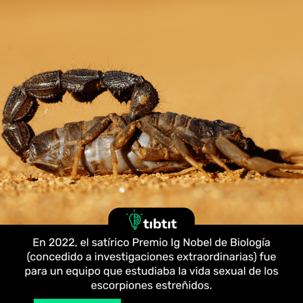 En 2022, el satírico Premio Ig Nobel de Biología (concedido a investigaciones extraordinarias) fue para un equipo que estudiaba la vida sexual de los escorpiones estreñidos.