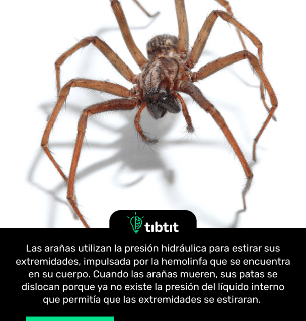Las arañas utilizan la presión hidráulica para estirar sus extremidades, impulsada por la hemolinfa que se encuentra en su cuerpo. Cuando las arañas mueren, sus patas se dislocan porque ya no existe la presión del líquido interno que permitía que las extremidades se estiraran.