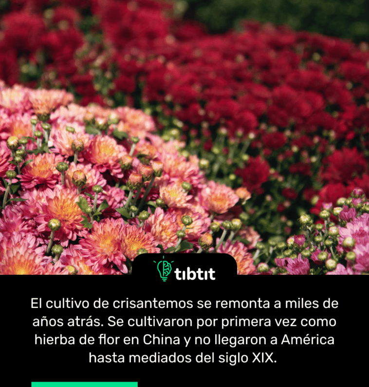 El cultivo de crisantemos se remonta a miles de años atrás. Se cultivaron por primera vez como hierba de flor en China y no llegaron a América hasta mediados del siglo XIX.