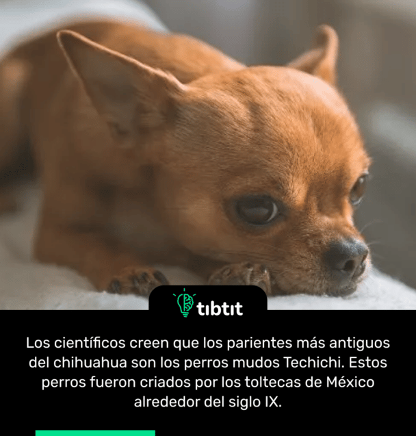 Los científicos creen que los parientes más antiguos del chihuahua son los perros mudos Techichi. Estos perros fueron criados por los toltecas de México alrededor del siglo IX.