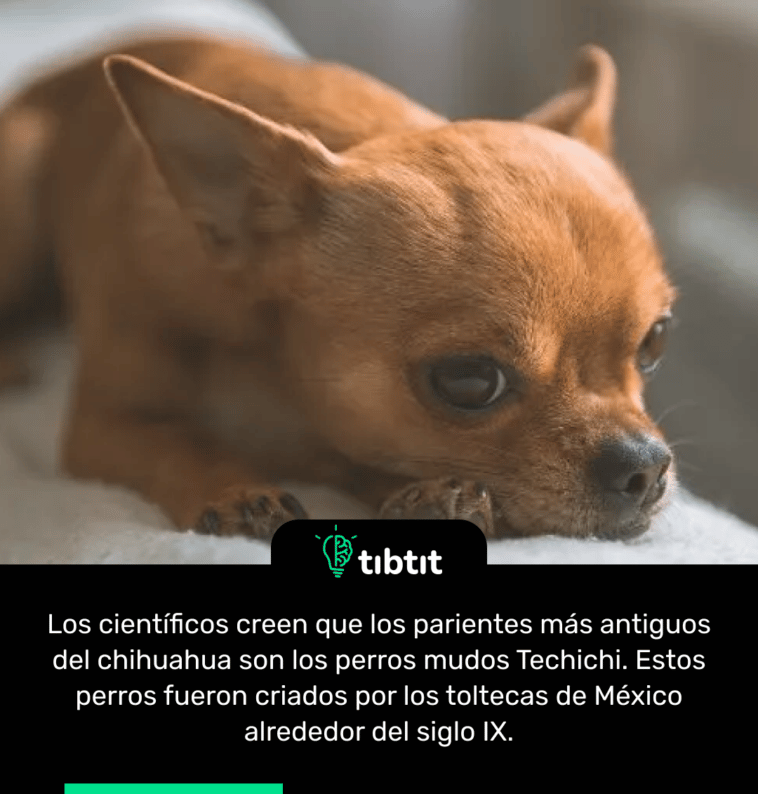 Los científicos creen que los parientes más antiguos del chihuahua son los perros mudos Techichi. Estos perros fueron criados por los toltecas de México alrededor del siglo IX.