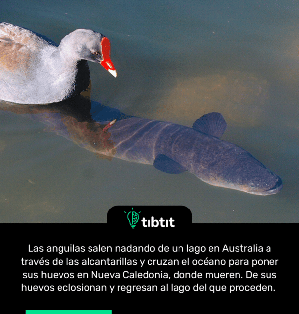 Las anguilas salen nadando de un lago en Australia a través de las alcantarillas y cruzan el océano para poner sus huevos en Nueva Caledonia, donde mueren. De sus huevos eclosionan y regresan al lago del que proceden.