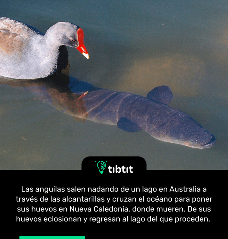 Las anguilas salen nadando de un lago en Australia a través de las alcantarillas y cruzan el océano para poner sus huevos en Nueva Caledonia, donde mueren. De sus huevos eclosionan y regresan al lago del que proceden.
