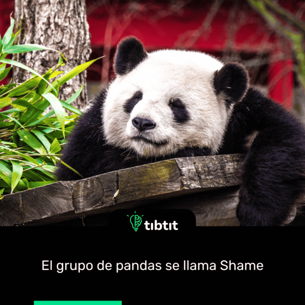 El grupo de pandas se llama Shame