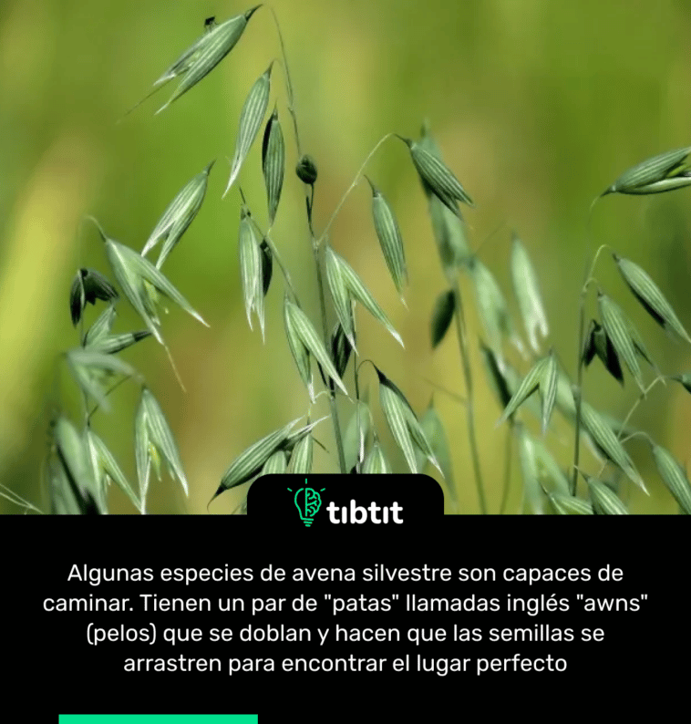 Algunas especies de avena silvestre son capaces de caminar. Tienen un par de "patas" llamadas inglés "awns" (pelos) que se doblan y hacen que las semillas se arrastren para encontrar el lugar perfecto