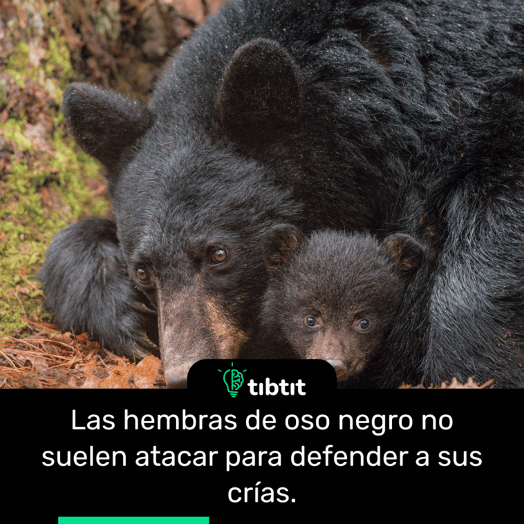 Las hembras de oso negro no suelen atacar para defender a sus crías.