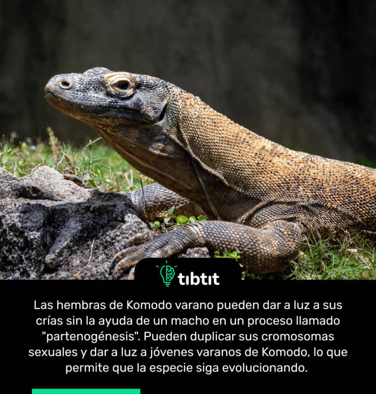 Las hembras de Komodo varano pueden dar a luz a sus crías sin la ayuda de un macho en un proceso llamado "partenogénesis". Pueden duplicar sus cromosomas sexuales y dar a luz a jóvenes varanos de Komodo, lo que permite que la especie siga evolucionando.