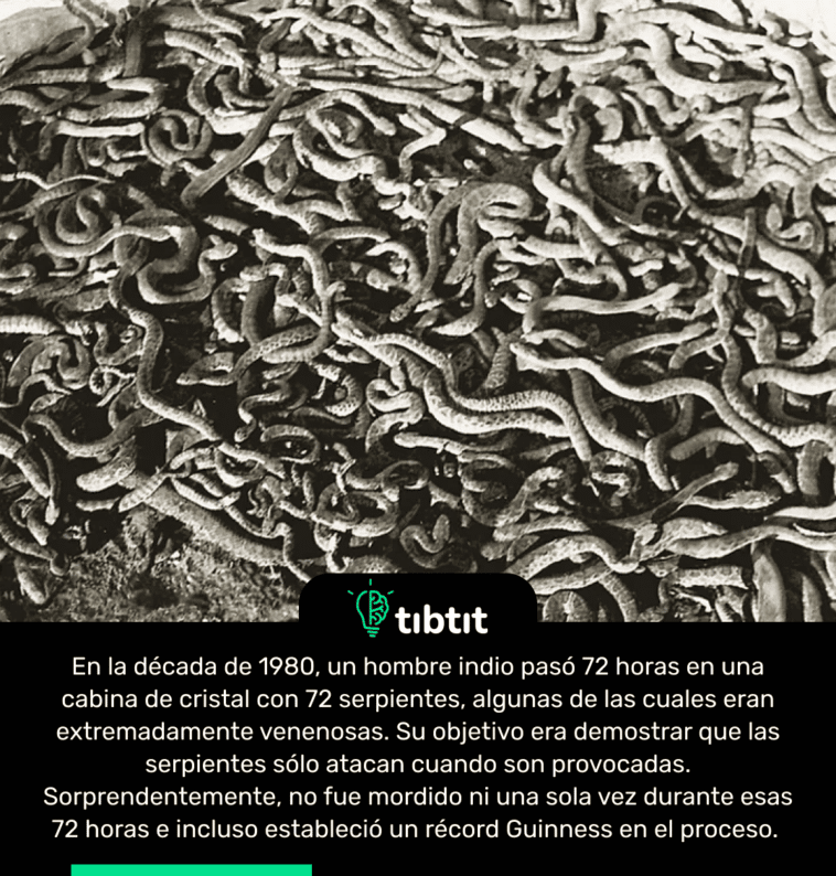 En la década de 1980, un hombre indio pasó 72 horas en una cabina de cristal con 72 serpientes, algunas de las cuales eran extremadamente venenosas. Su objetivo era demostrar que las serpientes sólo atacan cuando son provocadas. Sorprendentemente, no fue mordido ni una sola vez durante esas 72 horas e incluso estableció un récord Guinness en el proceso.