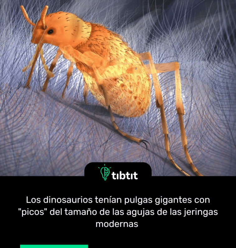 Los dinosaurios tenían pulgas gigantes con "picos" del tamaño de las agujas de las jeringas modernas
