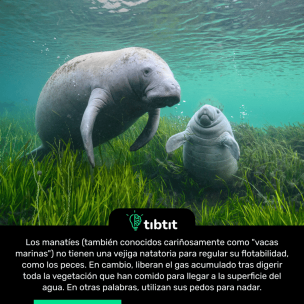 Los manatíes (también conocidos cariñosamente como "vacas marinas") no tienen una vejiga natatoria para regular su flotabilidad, como los peces. En cambio, liberan el gas acumulado tras digerir toda la vegetación que han comido para llegar a la superficie del agua. En otras palabras, utilizan sus pedos para nadar.