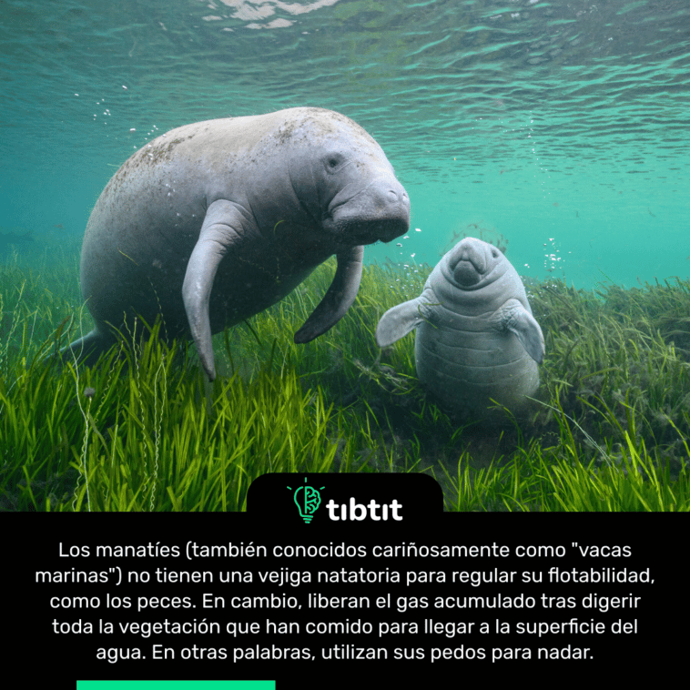 Los manatíes (también conocidos cariñosamente como "vacas marinas") no tienen una vejiga natatoria para regular su flotabilidad, como los peces. En cambio, liberan el gas acumulado tras digerir toda la vegetación que han comido para llegar a la superficie del agua. En otras palabras, utilizan sus pedos para nadar.