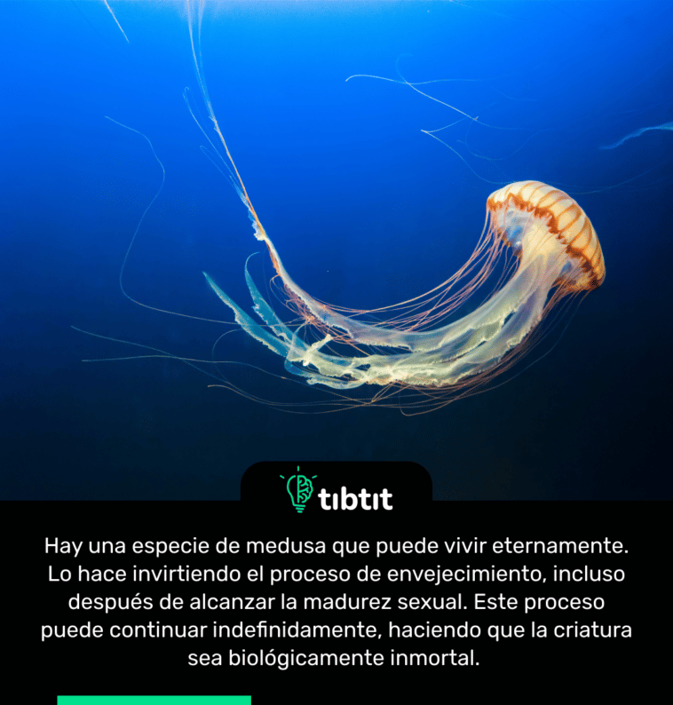 Hay una especie de medusa que puede vivir eternamente. Lo hace invirtiendo el proceso de envejecimiento, incluso después de alcanzar la madurez sexual. Este proceso puede continuar indefinidamente, haciendo que la criatura sea biológicamente inmortal.
