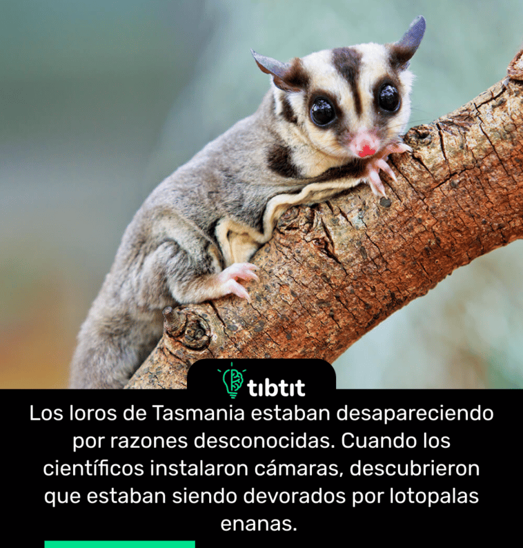 Los loros de Tasmania estaban desapareciendo por razones desconocidas. Cuando los científicos instalaron cámaras, descubrieron que estaban siendo devorados por lotopalas enanas.