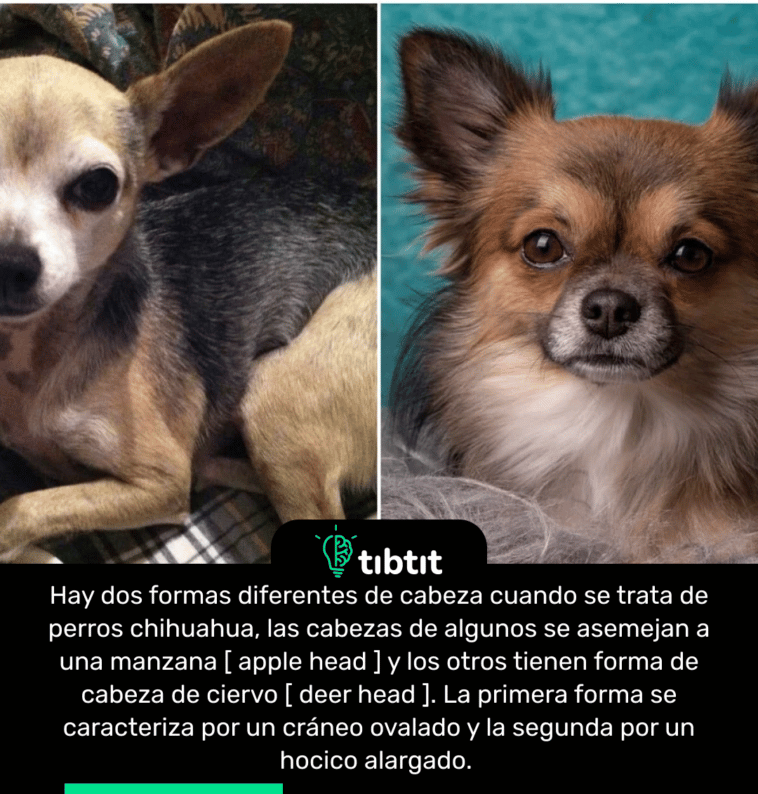 Hay dos formas diferentes de cabeza cuando se trata de perros chihuahua, las cabezas de algunos se asemejan a una manzana [ apple head ] y los otros tienen forma de cabeza de ciervo [ deer head ]. La primera forma se caracteriza por un cráneo ovalado y la segunda por un hocico alargado.