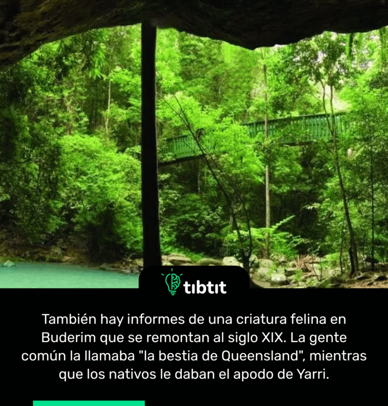 También hay informes de una criatura felina en Buderim que se remontan al siglo XIX. La gente común la llamaba "la bestia de Queensland", mientras que los nativos le daban el apodo de Yarri.