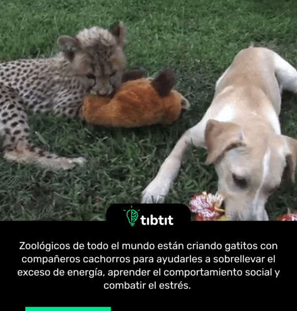 Zoológicos de todo el mundo están criando gatitos con compañeros cachorros para ayudarles a sobrellevar el exceso de energía, aprender el comportamiento social y combatir el estrés.