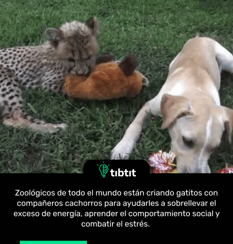 Zoológicos de todo el mundo están criando gatitos con compañeros cachorros para ayudarles a sobrellevar el exceso de energía, aprender el comportamiento social y combatir el estrés.