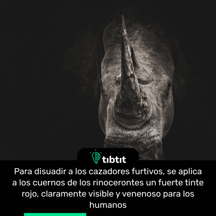 Para disuadir a los cazadores furtivos, se aplica a los cuernos de los rinocerontes un fuerte tinte rojo, claramente visible y venenoso para los humanos
