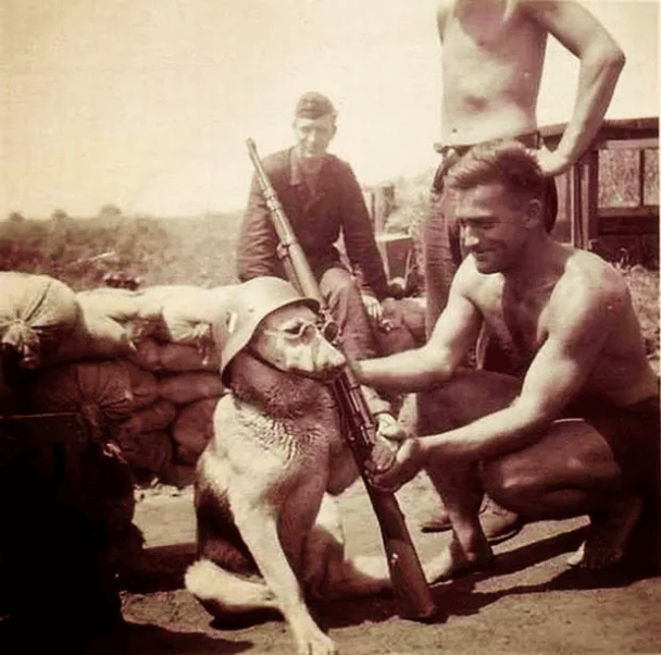 Un perro haciéndose pasar por un soldado alemán, 1940