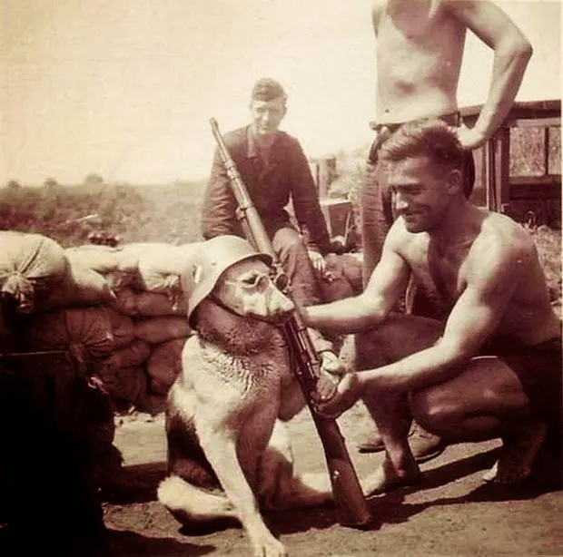 Un perro haciéndose pasar por un soldado alemán, 1940