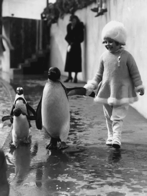 Una niña pequeña sostiene una aleta de pingüino mientras caminan juntas en el zoológico de Londres en 1937.