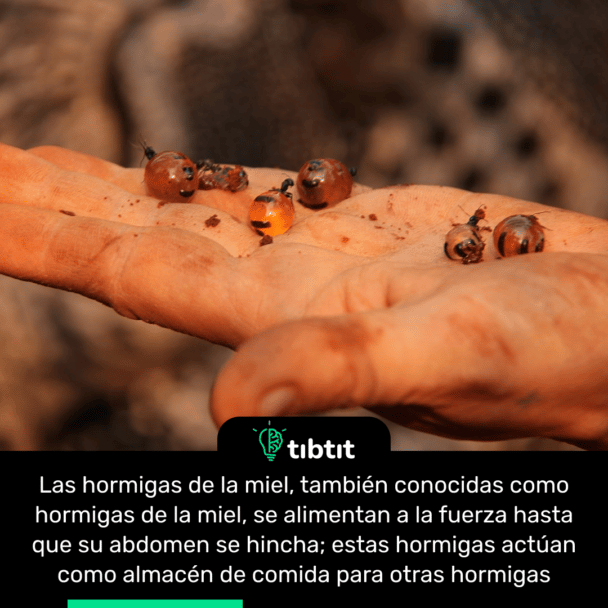 Las hormigas de la miel, también conocidas como hormigas de la miel, se alimentan a la fuerza hasta que su abdomen se hincha; estas hormigas actúan como almacén de comida para otras hormigas
