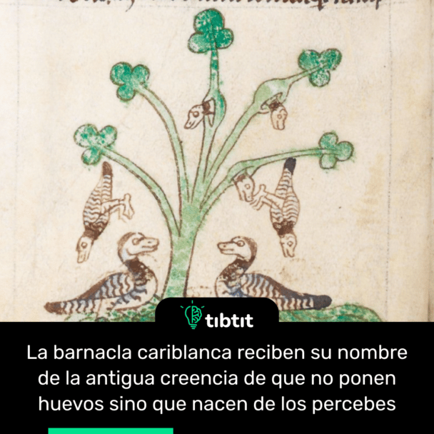 La barnacla cariblanca reciben su nombre de la antigua creencia de que no ponen huevos sino que nacen de los percebes