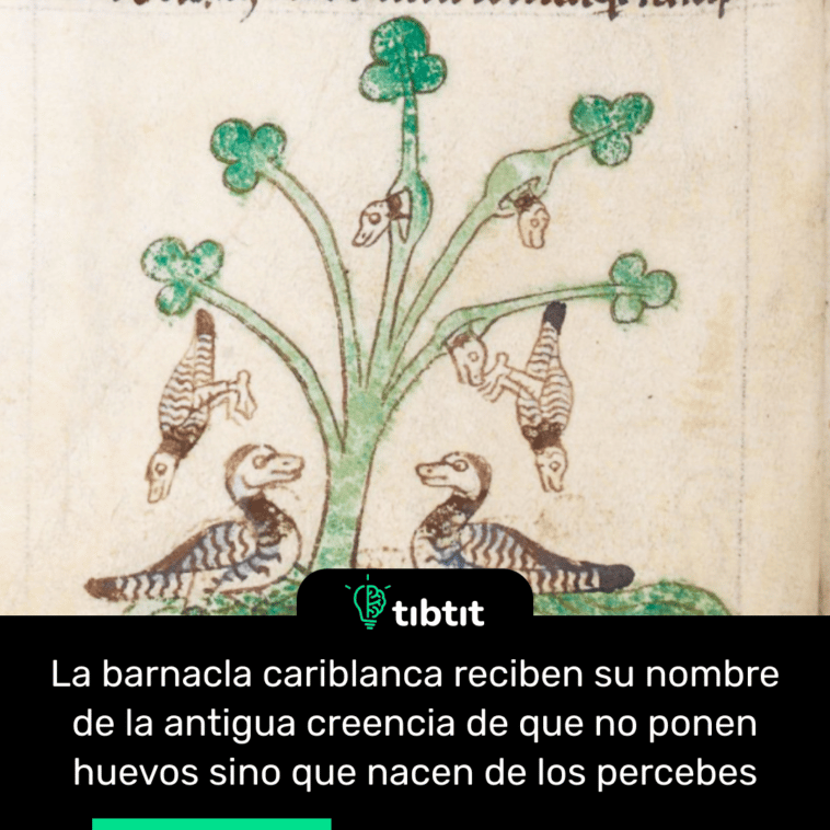 La barnacla cariblanca reciben su nombre de la antigua creencia de que no ponen huevos sino que nacen de los percebes