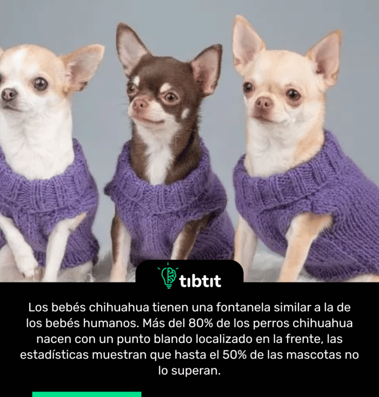 Los bebés chihuahua tienen una fontanela similar a la de los bebés humanos. Más del 80% de los perros chihuahua nacen con un punto blando localizado en la frente, las estadísticas muestran que hasta el 50% de las mascotas no lo superan.