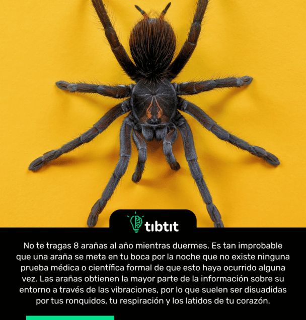 No te tragas 8 arañas al año mientras duermes. Es tan improbable que una araña se meta en tu boca por la noche que no existe ninguna prueba médica o científica formal de que esto haya ocurrido alguna vez. Las arañas obtienen la mayor parte de la información sobre su entorno a través de las vibraciones, por lo que suelen ser disuadidas por tus ronquidos, tu respiración y los latidos de tu corazón.