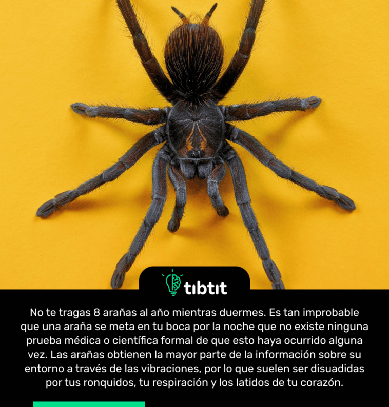 No te tragas 8 arañas al año mientras duermes. Es tan improbable que una araña se meta en tu boca por la noche que no existe ninguna prueba médica o científica formal de que esto haya ocurrido alguna vez. Las arañas obtienen la mayor parte de la información sobre su entorno a través de las vibraciones, por lo que suelen ser disuadidas por tus ronquidos, tu respiración y los latidos de tu corazón.