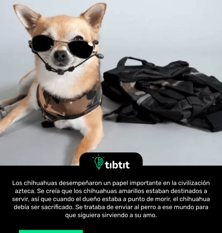 Los chihuahuas desempeñaron un papel importante en la civilización azteca. Se creía que los chihuahuas amarillos estaban destinados a servir, así que cuando el dueño estaba a punto de morir, el chihuahua debía ser sacrificado. Se trataba de enviar al perro a ese mundo para que siguiera sirviendo a su amo.