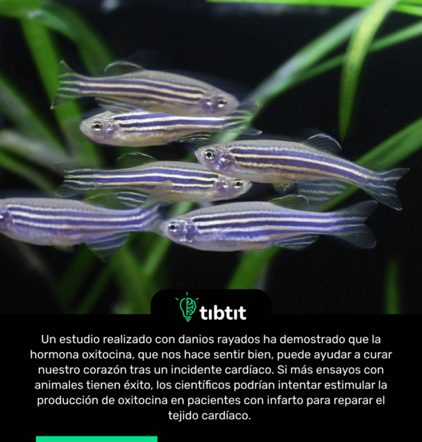 Un estudio realizado con danios rayados ha demostrado que la hormona oxitocina, que nos hace sentir bien, puede ayudar a curar nuestro corazón tras un incidente cardíaco. Si más ensayos con animales tienen éxito, los científicos podrían intentar estimular la producción de oxitocina en pacientes con infarto para reparar el tejido cardíaco.