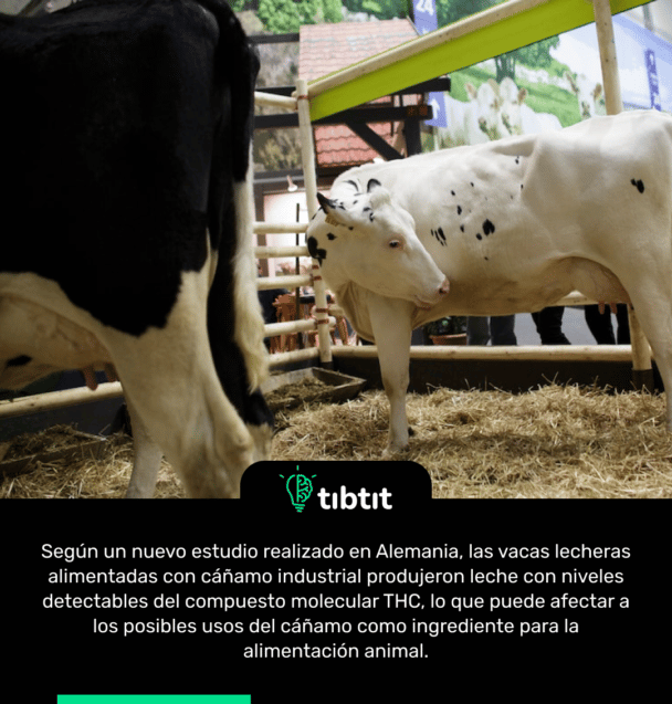 Según un nuevo estudio realizado en Alemania, las vacas lecheras alimentadas con cáñamo industrial produjeron leche con niveles detectables del compuesto molecular THC, lo que puede afectar a los posibles usos del cáñamo como ingrediente para la alimentación animal.