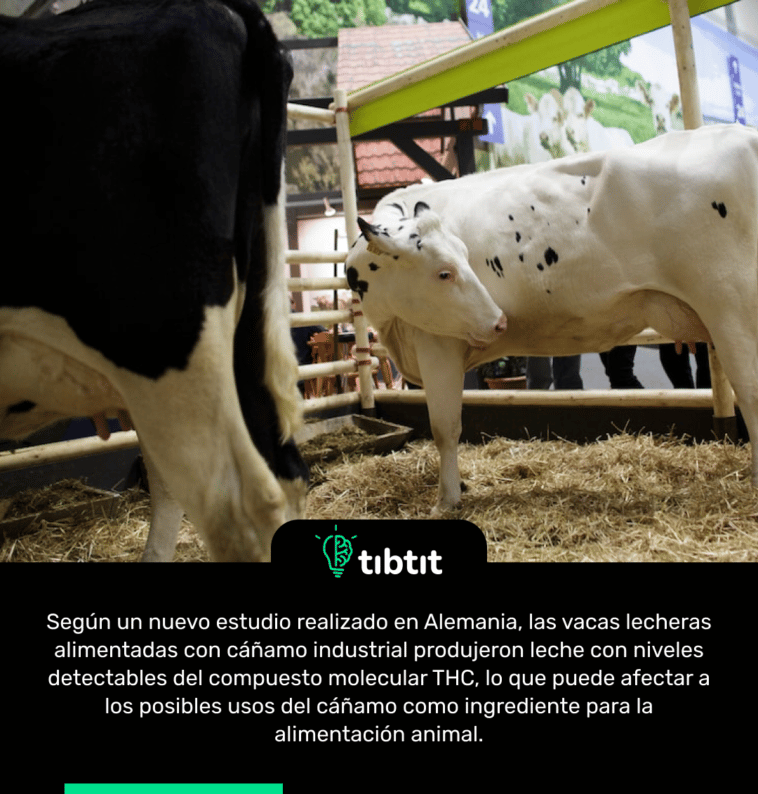 Según un nuevo estudio realizado en Alemania, las vacas lecheras alimentadas con cáñamo industrial produjeron leche con niveles detectables del compuesto molecular THC, lo que puede afectar a los posibles usos del cáñamo como ingrediente para la alimentación animal.