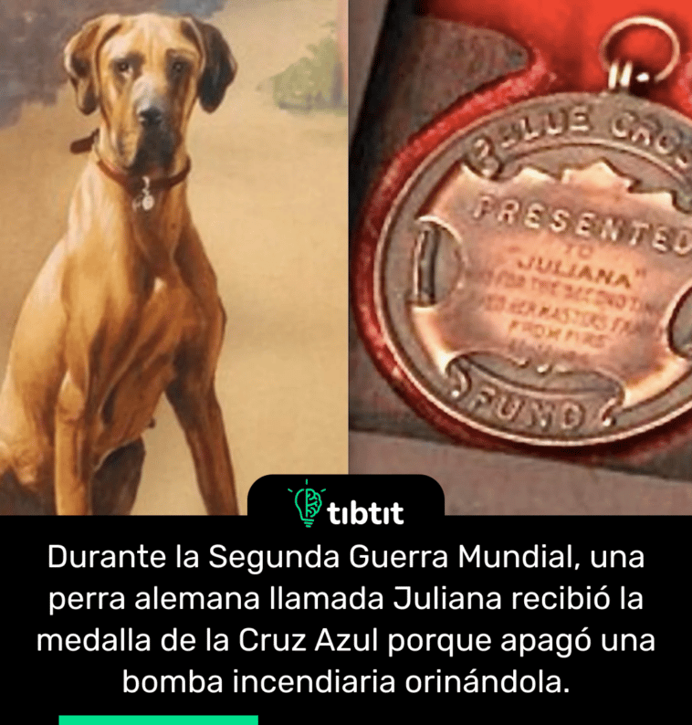 Durante la Segunda Guerra Mundial, una perra alemana llamada Juliana recibió la medalla de la Cruz Azul porque apagó una bomba incendiaria orinándola.