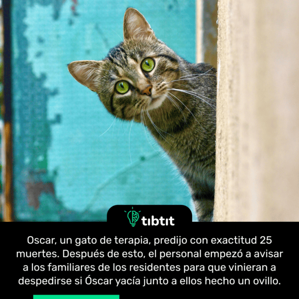 Oscar, un gato de terapia, predijo con exactitud 25 muertes. Después de esto, el personal empezó a avisar a los familiares de los residentes para que vinieran a despedirse si Óscar yacía junto a ellos hecho un ovillo.