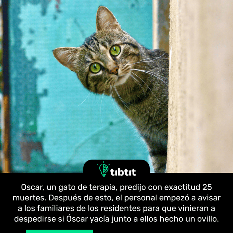 Oscar, un gato de terapia, predijo con exactitud 25 muertes. Después de esto, el personal empezó a avisar a los familiares de los residentes para que vinieran a despedirse si Óscar yacía junto a ellos hecho un ovillo.