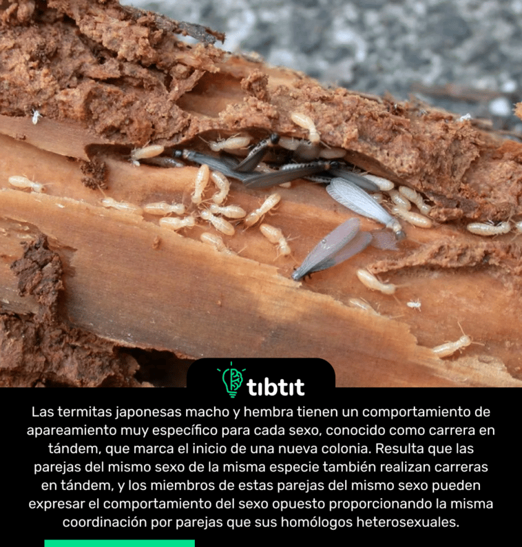 Las termitas japonesas macho y hembra tienen un comportamiento de apareamiento muy específico para cada sexo, conocido como carrera en tándem, que marca el inicio de una nueva colonia. Resulta que las parejas del mismo sexo de la misma especie también realizan carreras en tándem, y los miembros de estas parejas del mismo sexo pueden expresar el comportamiento del sexo opuesto proporcionando la misma coordinación por parejas que sus homólogos heterosexuales.