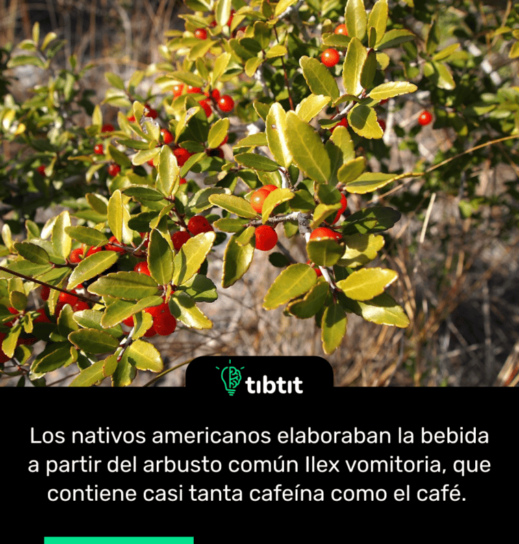 Los nativos americanos elaboraban la bebida a partir del arbusto común Ilex vomitoria, que contiene casi tanta cafeína como el café.
