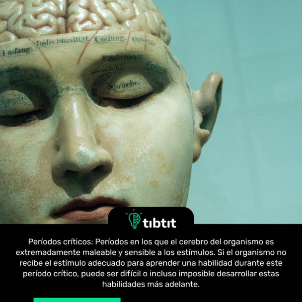 Períodos críticos: Períodos en los que el cerebro del organismo es extremadamente maleable y sensible a los estímulos. Si el organismo no recibe el estímulo adecuado para aprender una habilidad durante este período crítico, puede ser difícil o incluso imposible desarrollar estas habilidades más adelante.