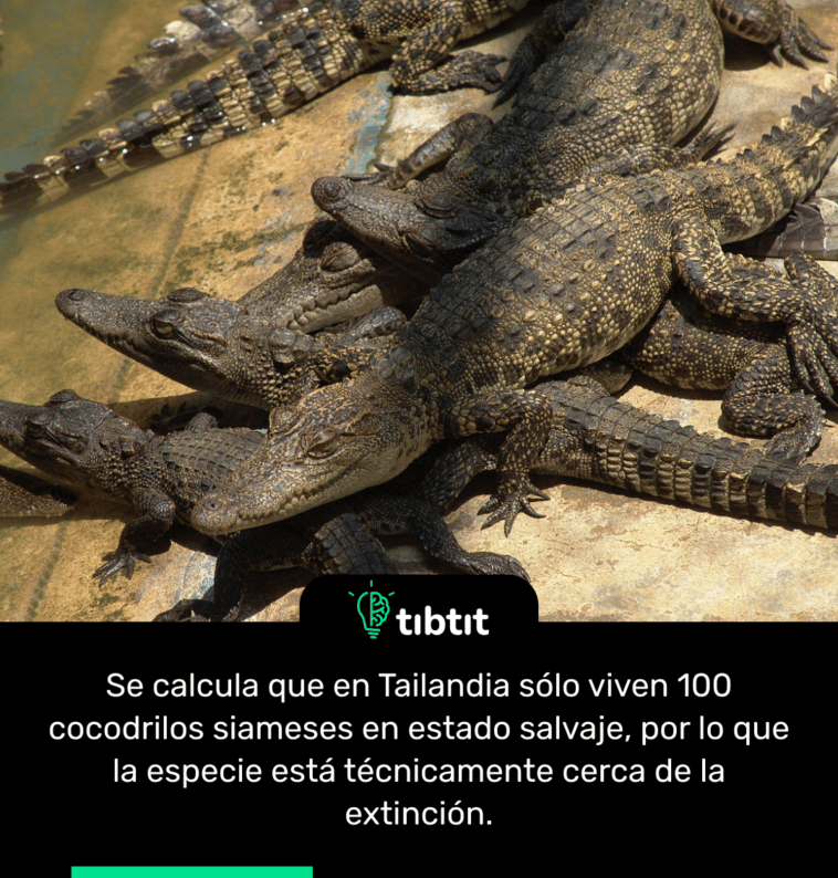 Se calcula que en Tailandia sólo viven 100 cocodrilos siameses en estado salvaje, por lo que la especie está técnicamente cerca de la extinción.