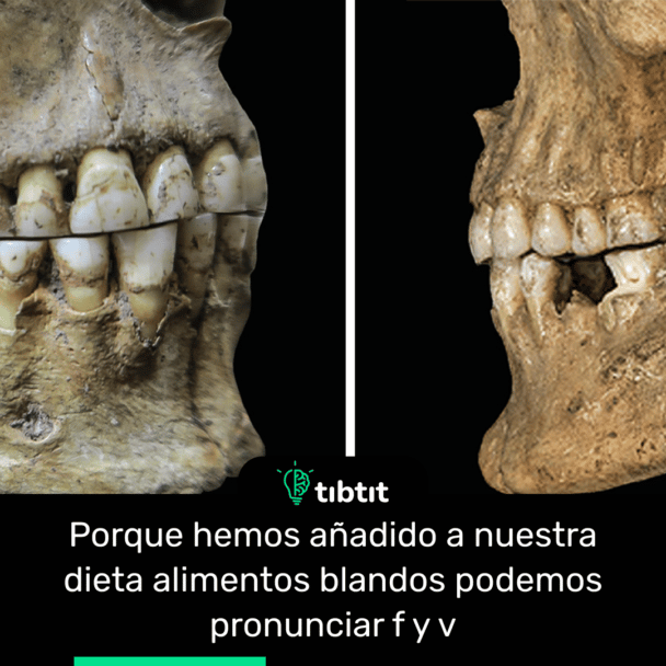 Porque hemos añadido a nuestra dieta alimentos blandos podemos pronunciar f y v