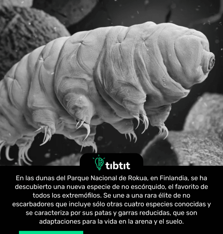 En las dunas del Parque Nacional de Rokua, en Finlandia, se ha descubierto una nueva especie de no escórquido, el favorito de todos los extremófilos. Se une a una rara élite de no escarbadores que incluye sólo otras cuatro especies conocidas y se caracteriza por sus patas y garras reducidas, que son adaptaciones para la vida en la arena y el suelo.