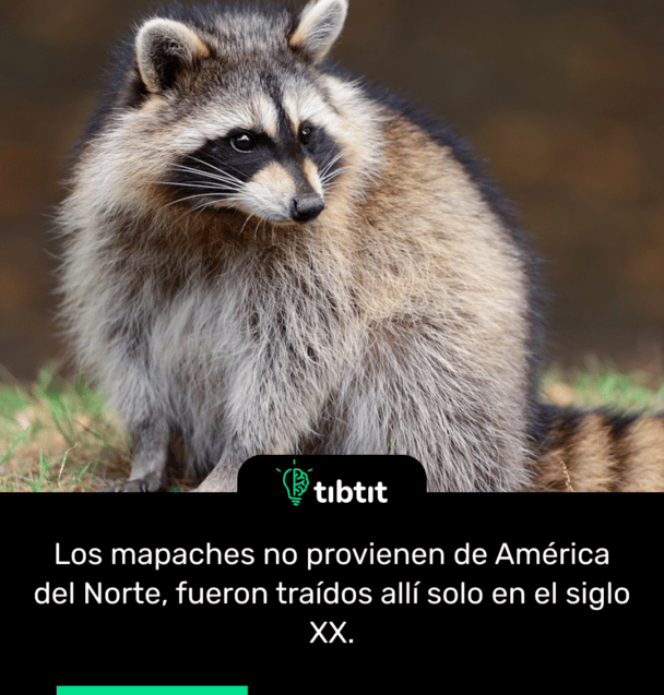 Los mapaches no provienen de América del Norte, fueron traídos allí solo en el siglo XX.